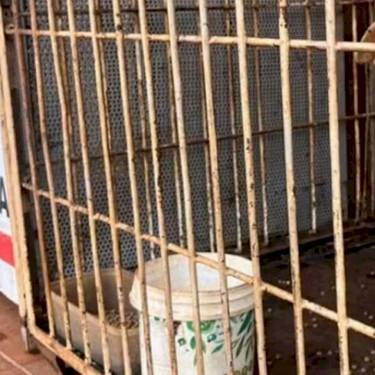Pitbull foge de casa, invade residência de vizinha e mata cães em Maracaju