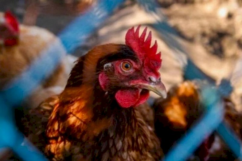 Brasil se destaca no controle da gripe aviária