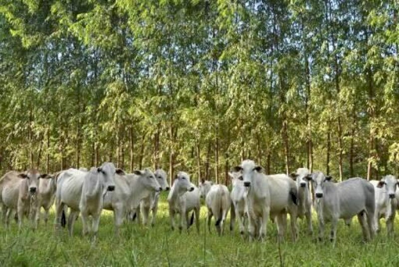 A cada 100 hectares que unem lavoura, gado e floresta, 18 est&atilde;o em MS