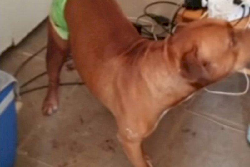 Pitbull salva idoso agredido pelo próprio filho no interior de SP