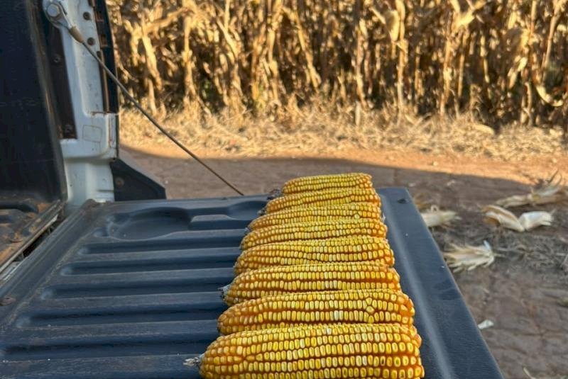 Colheita do milho alcança 24% da área cultivada em Mato Grosso do Sul