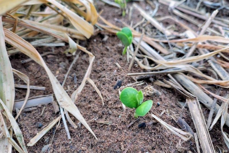 El Niño exige atenção do produtor no início do plantio da safra de soja 2026/2027 em Mato Grosso do Sul