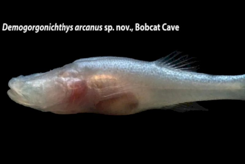 Peixe-demônio: cientista descobre nova espécie sem olhos