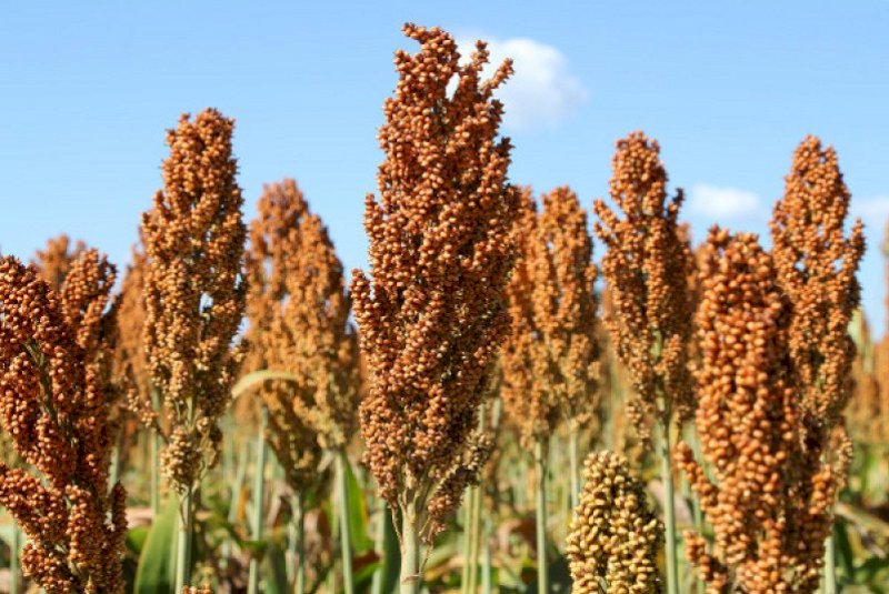 Sorgo ganha espaço no campo e se consolida como alternativa ao milho em MS