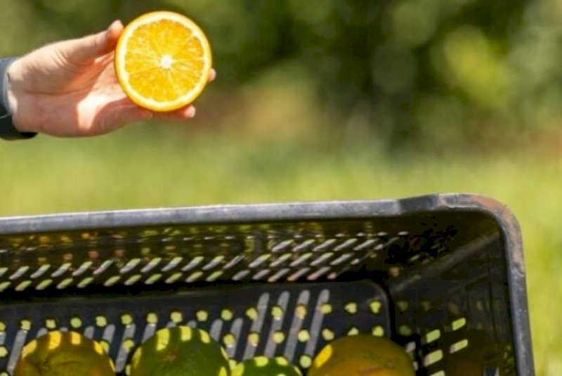 Laranja azeda de MS atrai investimento francês para produção de óleos essenciais