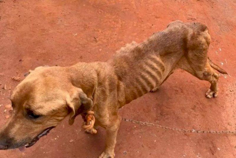 Projeto cria cadastro estadual de pessoas punidas por maus-tratos a animais