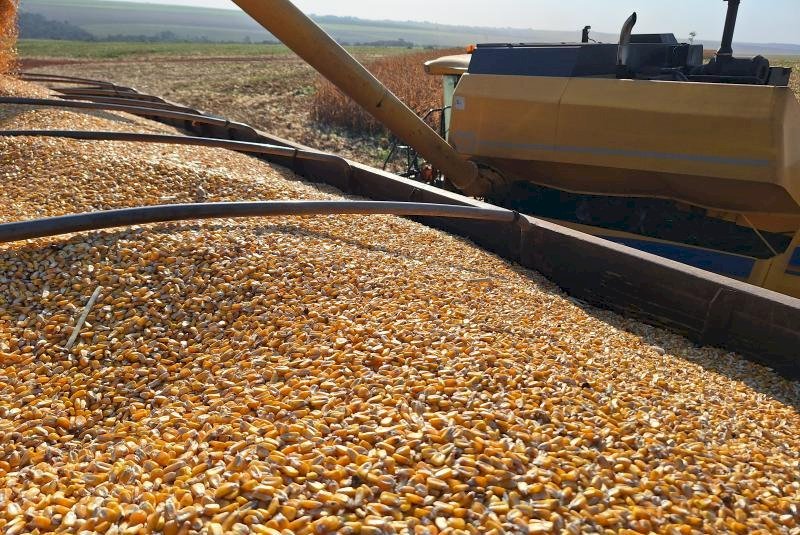 Colheita do milho caminha para a reta final e produtores já preparam o terreno para o plantio da soja