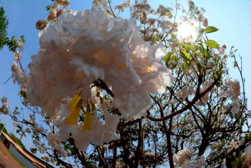 Primavera terá tempestades severas e risco de onda de calor em MS