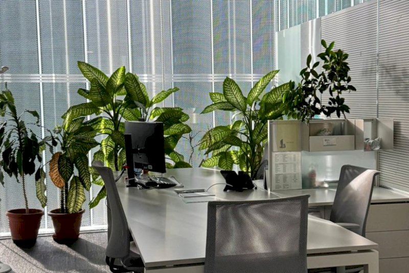 É verdade que plantas dentro de casa purificam o ar?