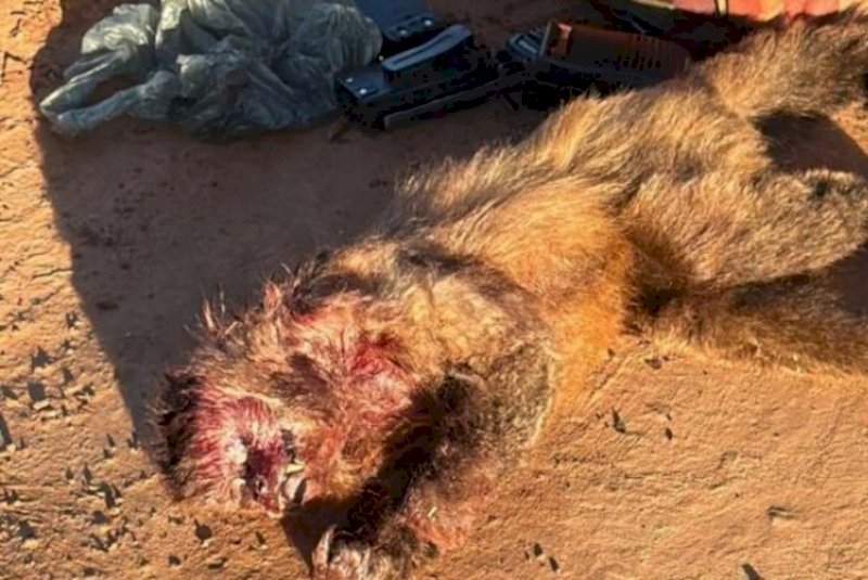 Seis homens são presos com armas e animais abatidos durante caça ilegal