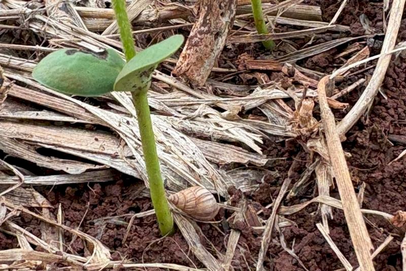Ataque de lesmas e caracóis pode comprometer plantas de soja