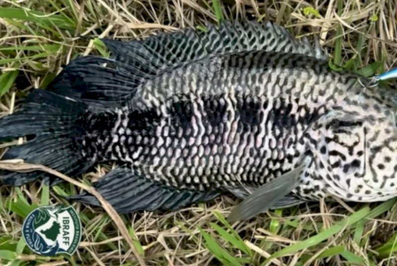 Se fisgar, não devolva à água: peixe-jaguar ameaça Rio Jacaraípe