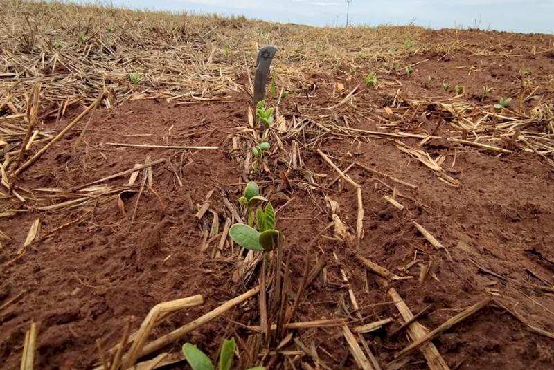 Plantio da soja avança nas regiões Centro e Sul, mas segue lento na região Norte do Estado