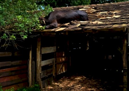 Inusitado: vaca sobe no telhado e precisa ser resgatada por bombeiros