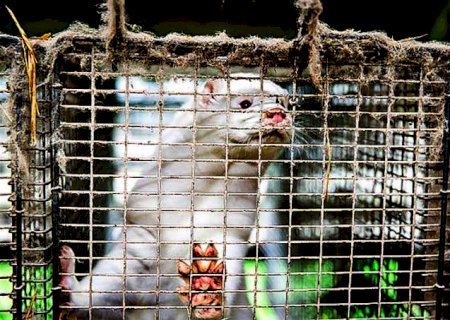 Animais mortos com mutação da covid ‘emergem’ da tumba na Dinamarca