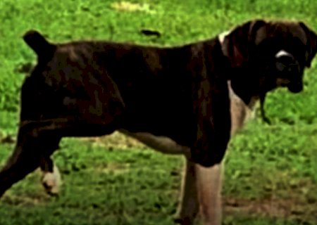 Pecuarista oferece recompensa de R$ 10 mil para quem encontrar cachorro