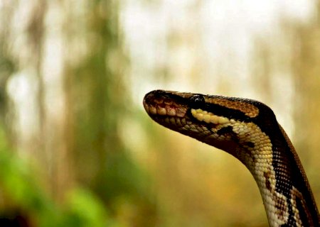 Cobras são infladas até a morte para extração de pele no Vietnã; veja o vídeo