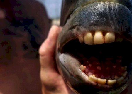 Peixe com 'dentes humanos' é capturado em pescaria nos EUA
