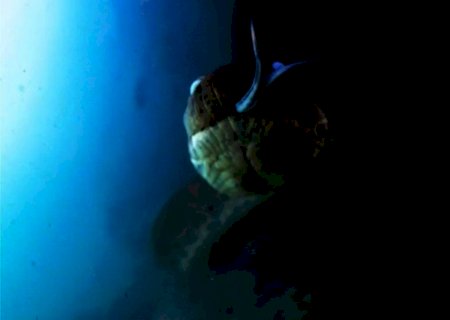Sucuri gigante 'mostra língua' ao ser flagrada por documentarista da natureza em águas cristalinas de MS