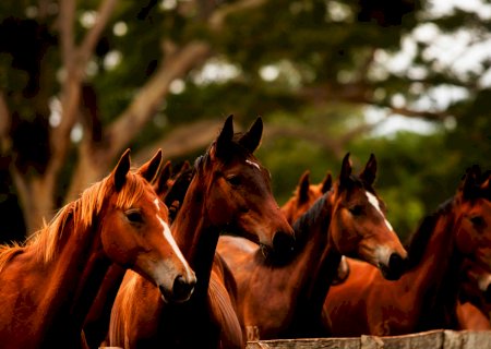 Itaporã: Cavalos invadem propriedade rural em Santa Terezinha e causam danos a lavoura