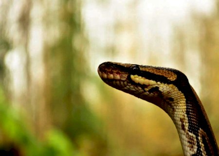 Homem é preso ao usar cobra para matar esposa