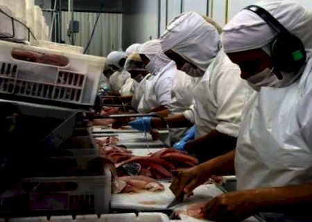Com 51,9% da exporta&ccedil;&atilde;o de til&aacute;pia, MS mant&eacute;m lideran&ccedil;a nacional