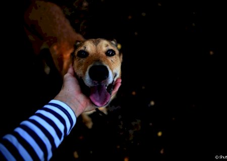 Experiência de vida muda comunicação entre cães e humanos, diz estudo