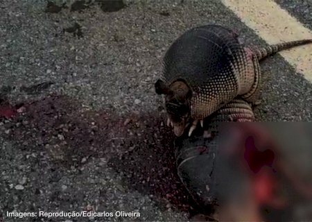 Tatu fica ao lado do corpo de ‘amigo’ e tenta protegê-lo de urubus após atropelamento em rodovia