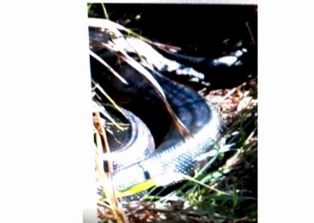 Internauta flagra enorme sucuri em um terreno baldio em Fátima do Sul