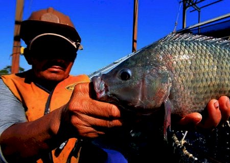 Semagro estimula implantação de frigorífico para processamento de peixe