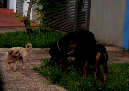 Mato Grosso do Sul teve 89 animais identificados com raiva em 2021