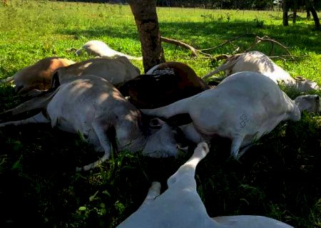 Raio mata várias cabeças de gado e deixa prejuízo de R$ 60 mil a pecuarista no MS