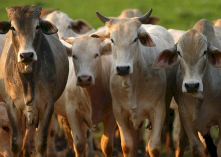 Boi gordo: frigoríficos exportadores voltam a pagar preços mais altos