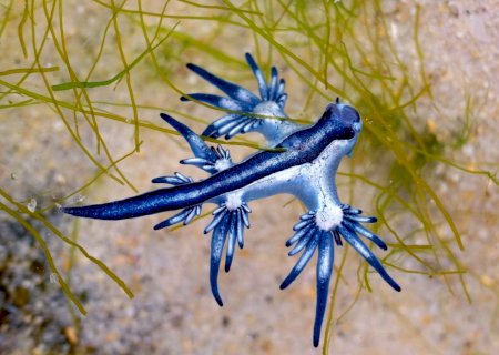 Casal de férias encontra “dragão azul” venenoso no Golfo do México
