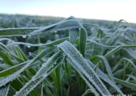 Geada é registrada em 12 cidades de MS com mínima de 1&ordm;C