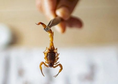 Outra criança morre sob suspeita de picada de escorpião: 2° caso em 3 dias no MS