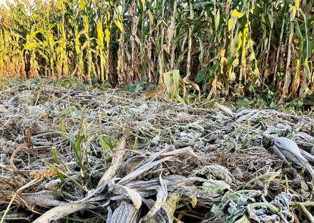 Dourados tem mínima de 4,3 graus e geada cobre vegetação em Rio Brilhante