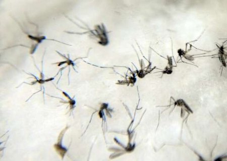 Homem de 55 anos com hipertens&atilde;o &eacute; 15&ordm; a morrer por dengue em MS