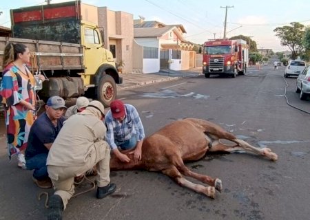 Cavalo é atacado por abelhas e socorrido pelos Bombeiros em MS