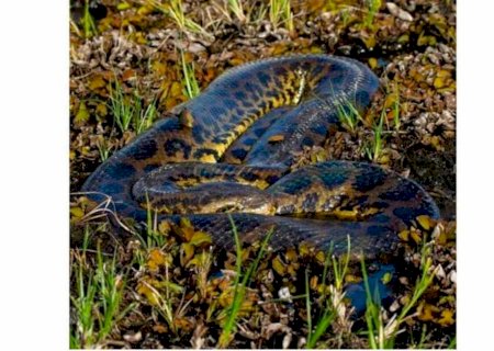 Sucuri amarela de 5 metros é flagrada 'camuflada' em meio a vegetação em MS