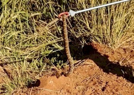 Serpente peçonhenta é capturada em balneário municipal