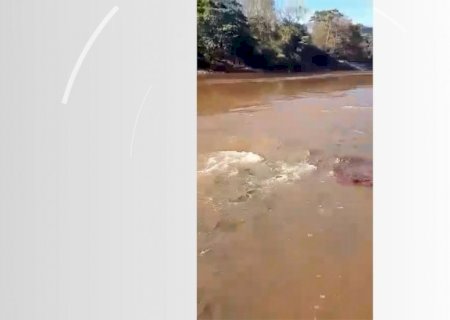 Cardume de peixes com extensão de 10 km se amontoa em corredeiras de rio de MS