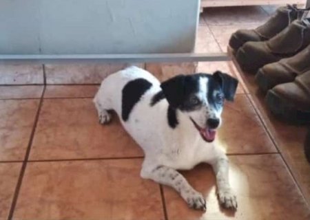 Procura-se Lilica: cachorra desaparecida em Itaporã