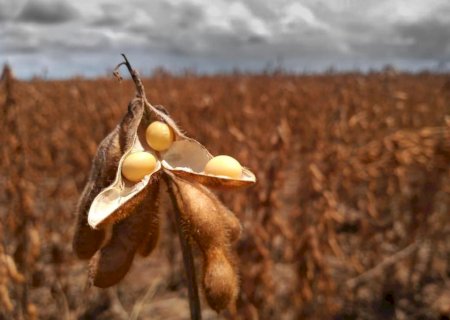 Aplicativo ajuda produtor de soja a enfrentar escassez de fertilizantes
