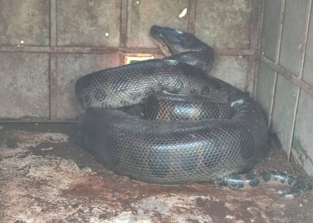 Sucuri "gulosa" é capturada em propriedade rural de Dourados