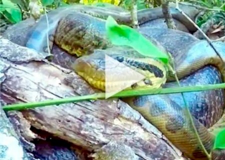 Guia flagra acasalamento de sucuris gigantes no Rio Formoso