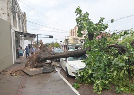 Temporal provocou morte por raio, queda de 60 &aacute;rvores e destelhou 12 casas