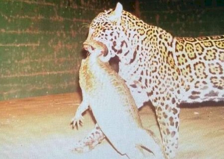On&ccedil;a &eacute; flagrada com jacar&eacute; na boca em Miranda