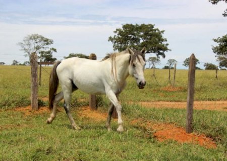 Proposta proíbe abate de cavalos e jegues para o comércio de carne
