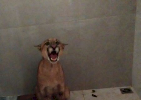 Dona de casa dá de cara com o onça-parda dentro de banheiro de casa